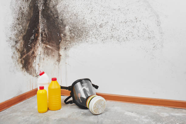 Best Mold Removal Company Near Me  in New Lebanon, OH