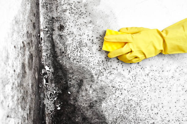 Best Mold Cleaning Services  in New Lebanon, OH