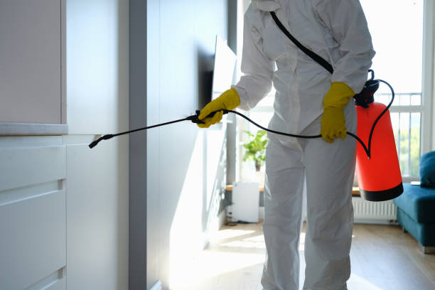 Best Mold Removal Specialists  in New Lebanon, OH