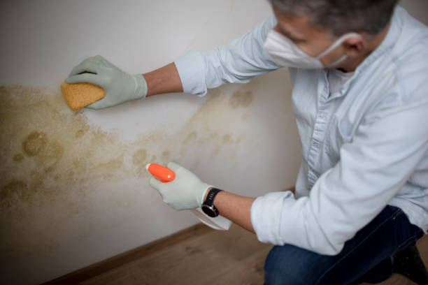 Best Mold Damage Repair  in New Lebanon, OH