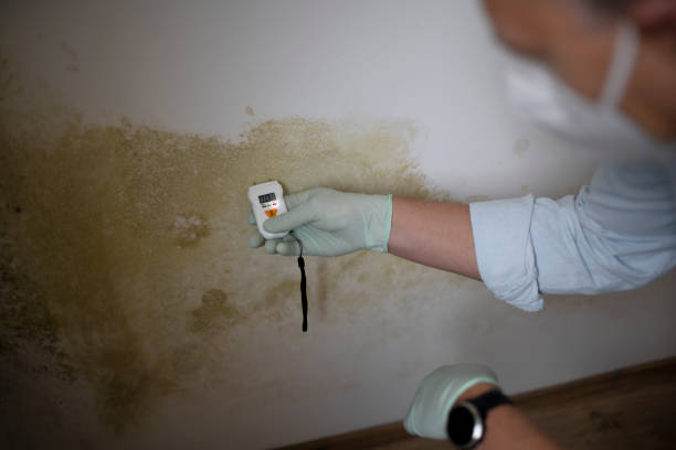 Office Mold Removal Services in New Lebanon, OH