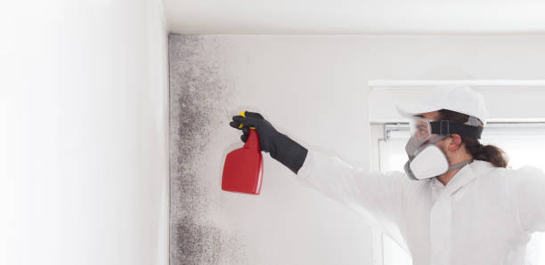 Best Office Mold Removal Services  in New Lebanon, OH