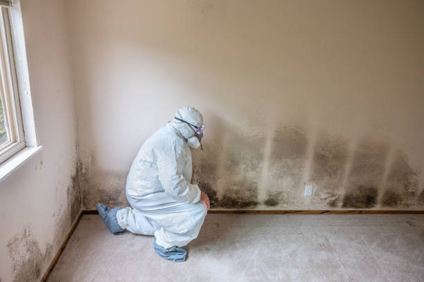 Best Certified Mold Removal  in New Lebanon, OH