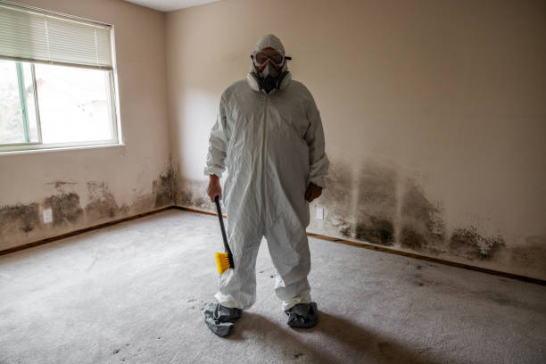 Best Office Mold Removal Services  in New Lebanon, OH