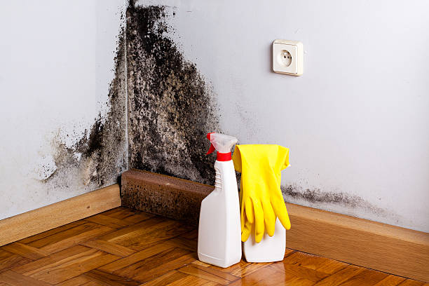 Best Same-Day Mold Removal  in New Lebanon, OH